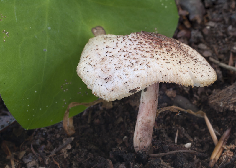 Lepiota hymenoderma